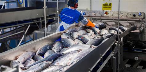 Norwegian farmed salmon prices drop despite reduced supply | IntraFish.com