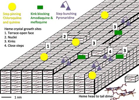 Quinolines block every step of malaria heme crystal growth | PNAS