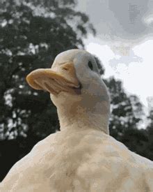 Duck Flower GIF - Duck Flower - Discover & Share GIFs