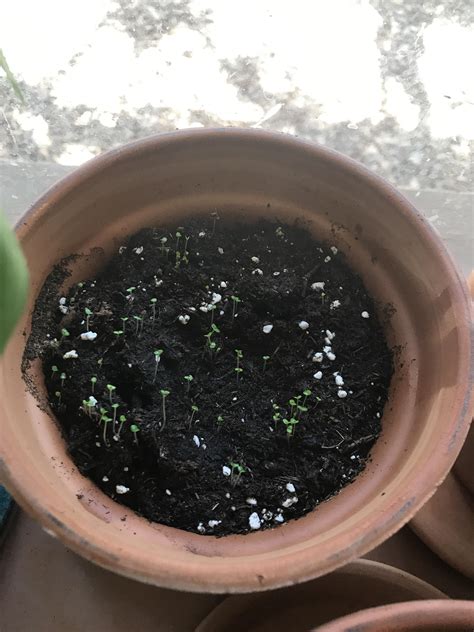 My first time growing herbs from seed. My thyme is sprouting! It's so cute! : r/gardening