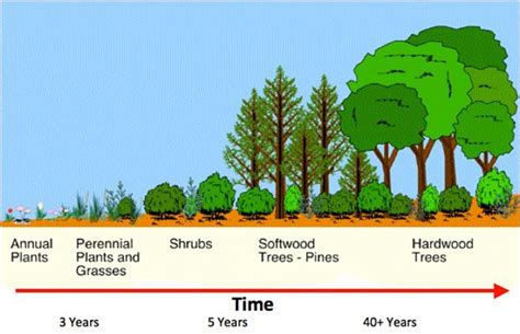 Primary And Secondary Succession Diagram