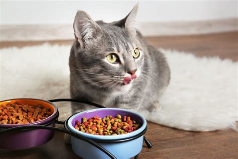 Best Dry Foods for Cats, According to Vets | Reader's Digest