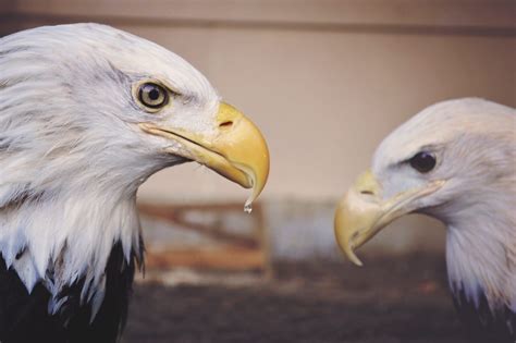 Characteristics Of The Eagle, Its Habitat, And Majestic World - Wowtovisit