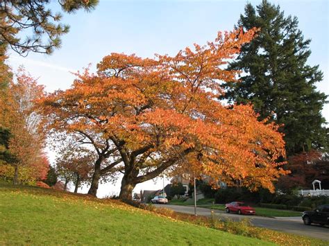 cherry tree leaves in fall - Rolande Dietz