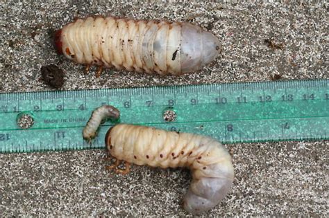 Stag Beetle Larvae? - Strategus aloeus - BugGuide.Net