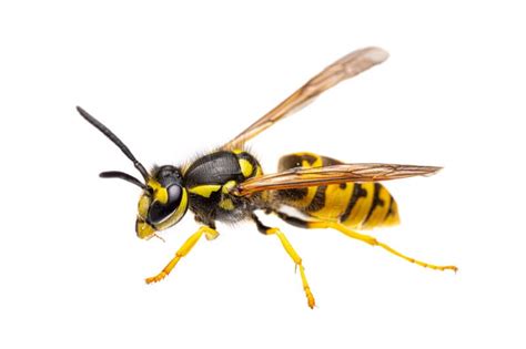 What Do Baby Wasps Look Like? (With Pictures)