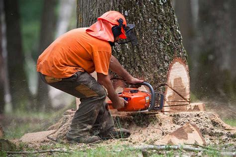 Hiring Tree Service Professionals To Handle Your Trees - Ecologiaaldia.com