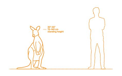 Marsupials | Marsupialia Dimensions & Drawings | Dimensions.com