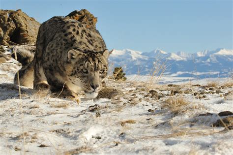 big, Cats, Snow, Leopard Wallpapers HD / Desktop and Mobile Backgrounds