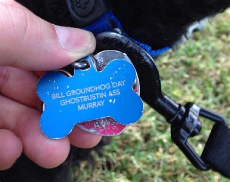 27 Collars Show That These Pets Have Funny And Sarcastic Owners