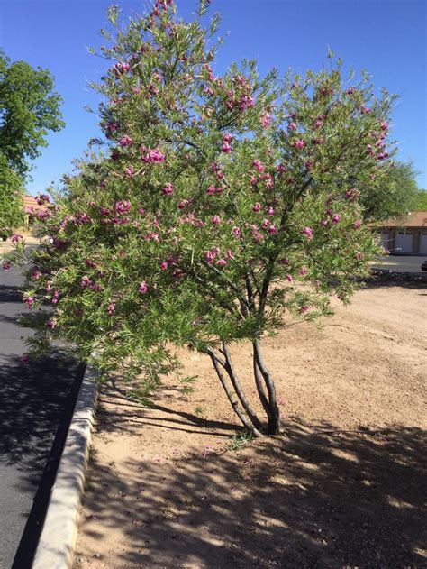 Desert Willows: Sonoran Desert natives | Gardening Columnist, Mary Kidnocker | gvnews.com