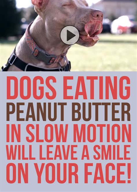 Dogs Eating Peanut Butter In Slow Motion Will Leave a Smile On Your Face! | Cute funny dogs ...