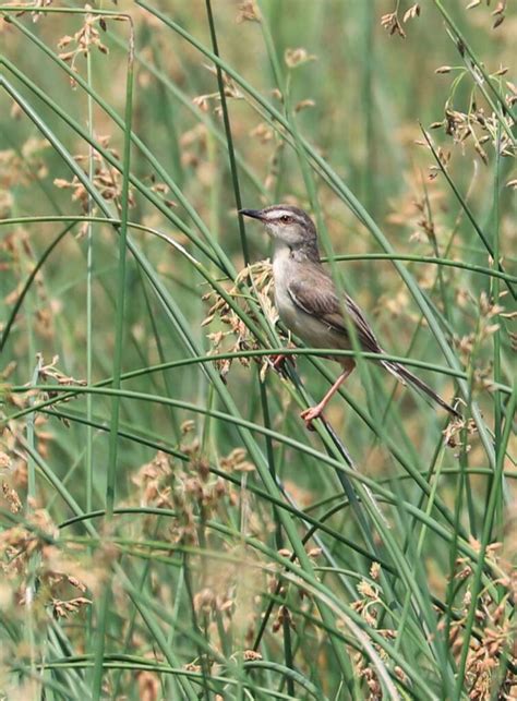 Mekong Delta farmers turn to native grass as climate changes