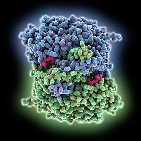 Citrate Synthase Molecule Photograph by Laguna Design/science Photo ...