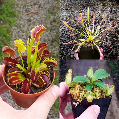 Carnivorous Plant Beginner Collection | Live Carnivorous Plants