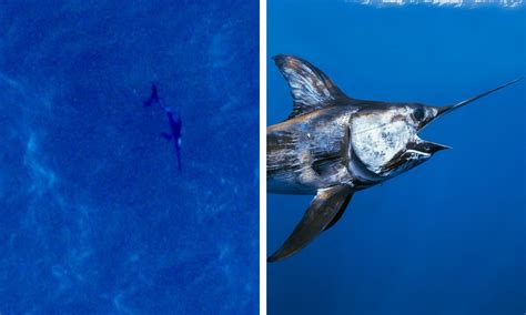 Swordfish sighted thousands of miles from home in waters off Angus coast