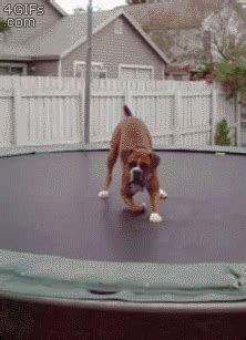 Dog-bounces-trampoline