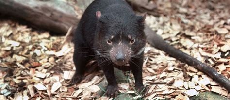 Spotlight on the Tasmanian Devil - Wilderness Australia