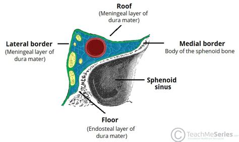 The Cavernous Sinus - Contents - Borders - Thrombosis - TeachMeAnatomy