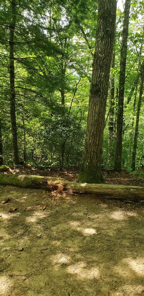 Deep Creek Trail - North Carolina | AllTrails