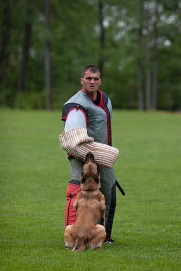 Do Dogs Need Training For Emotional Support | Every Day Interests