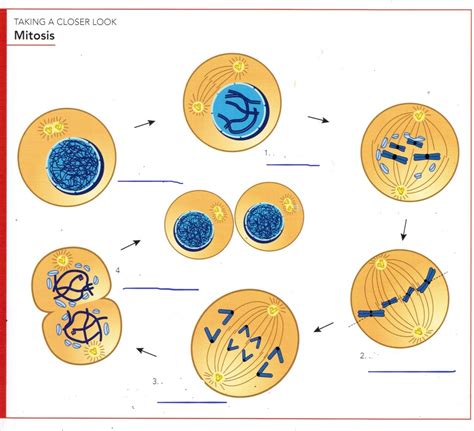 MITOSIS Chart Diagram | Quizlet