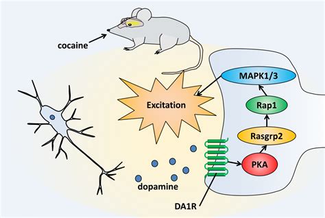 Dopamine signaling pathway that controls cocaine reward in mice identified