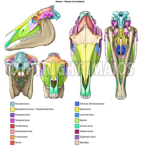 Horse - Bones of cranium (Occipital bone, Temporal bone, Parietal bone ...