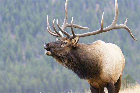 Animals With Horns: Differences in Animals With Antlers