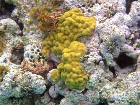 Porites astreoides (mustard hill coral) (San Salvador Isla… | Flickr