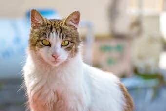 Fungal Infections in Cats - Signs, Symptoms & Treatment