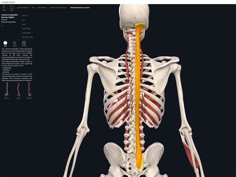 Muscles: Transversospinalis Group. – Anatomy & Physiology