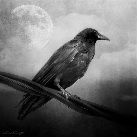 Black and White Gothic Crow Raven Art Photograph by Melissa Bittinger - Pixels