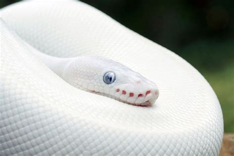 Blue Eyed Leucistic Ball Python Care Sheet and Facts - AZ Reptiles