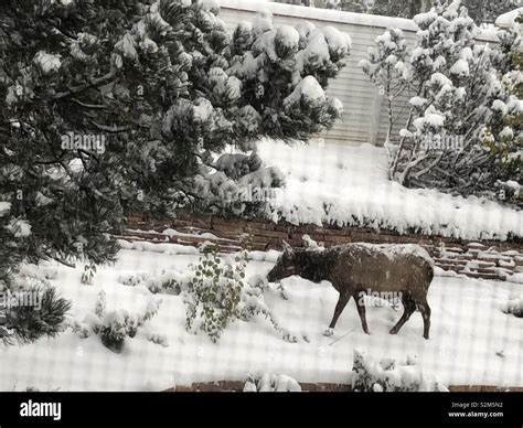 Moose in snow Stock Photo - Alamy