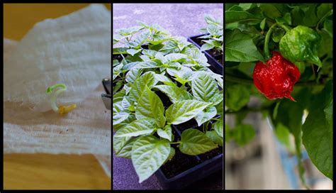 Ultimate Guide to Growing Hot Peppers - From Seed to Harvest