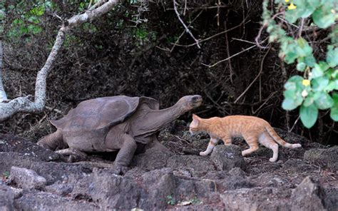 Endemic Animals of Galapagos - Galapagos Travel Center