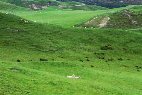 Green pastures and sheep stock image. Image of plant - 35515629