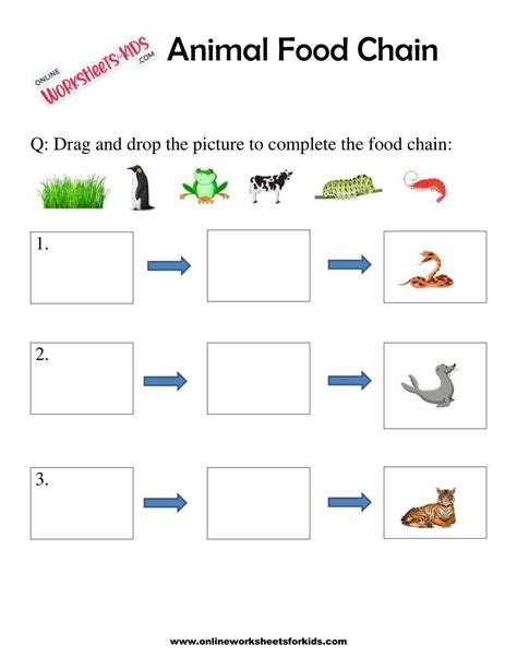 Animal Food Chain Worksheet For Grade 1-6