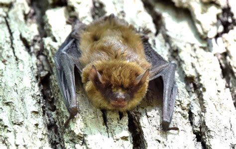 Little Brown Bat – Northwest Wildlife Preservation Society