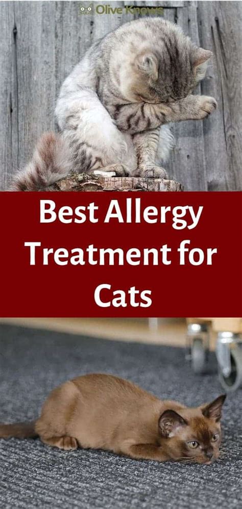 Best Allergy Treatment for Cats - OliveKnows