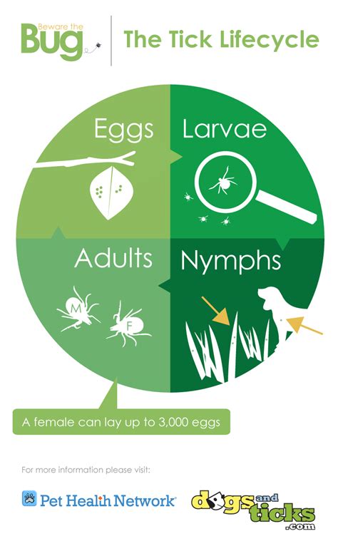 The Tick Lifecycle