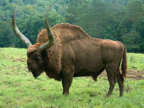 Ice Age Bison | Prehistoric animals, Extinct animals, Ancient animals