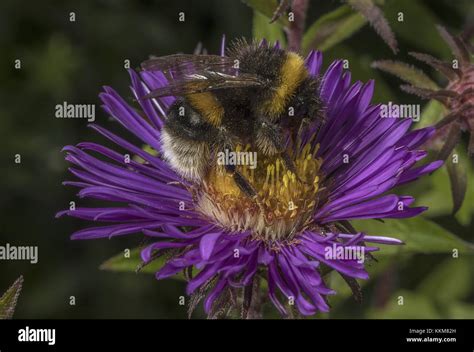 White tailed bumble bee hi-res stock photography and images - Alamy