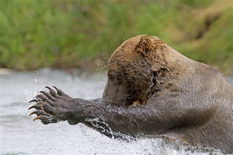 Grizzly Bear Fishing Photograph by M. Watson | Fine Art America