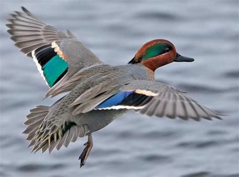 Green Winged Teal male | Green wing teal | Pinterest