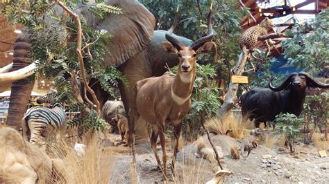 Cabela's Outdoor Sporting Goods Store in Reno » Where do I take the kids?