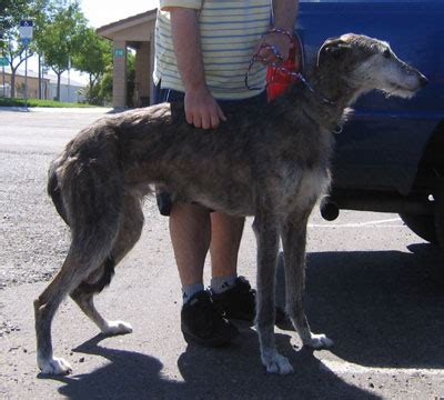 American Staghound - Wikiwand