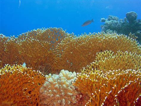 Playing With Fire Underwater: Fire Coral Demystified - AquaViews