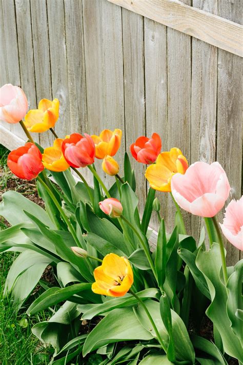 How Late Can You Plant Tulip Bulbs?